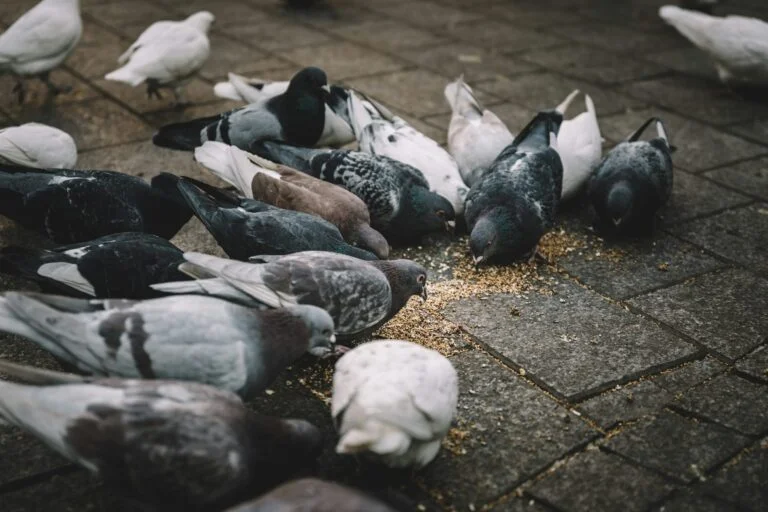 Bird Feeding